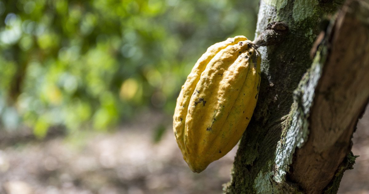 El cacao se desboca y supera el precio del litio en plena Navidad