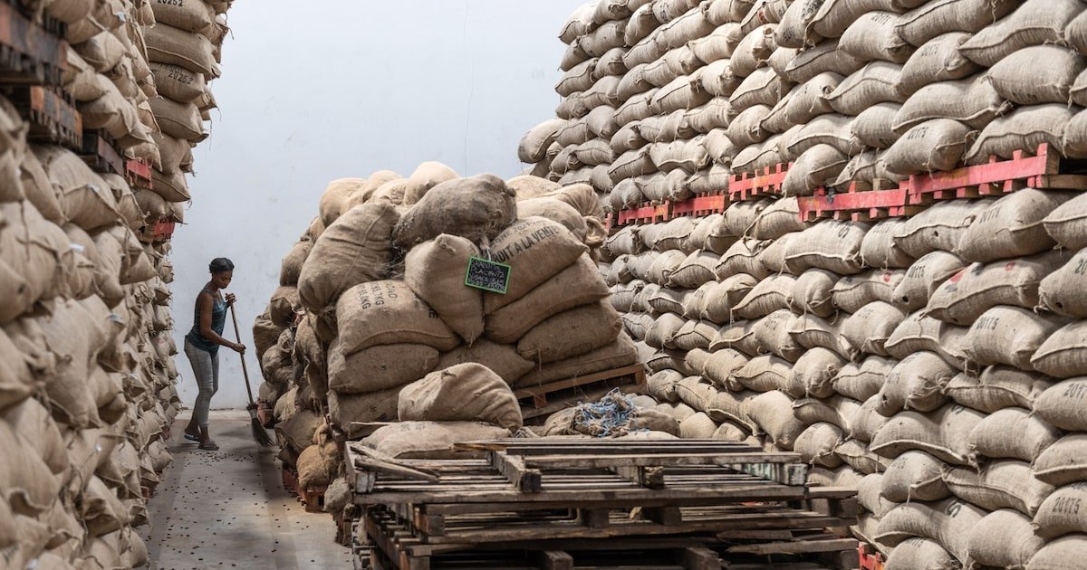 El cacao registra ganancias por temor a reducción de suministro de Costa de Marfil