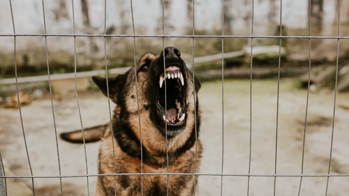 Muere trágicamente niña de tres años tras ser atacada por perros durante un viaje de Navidad — Radio Corazón