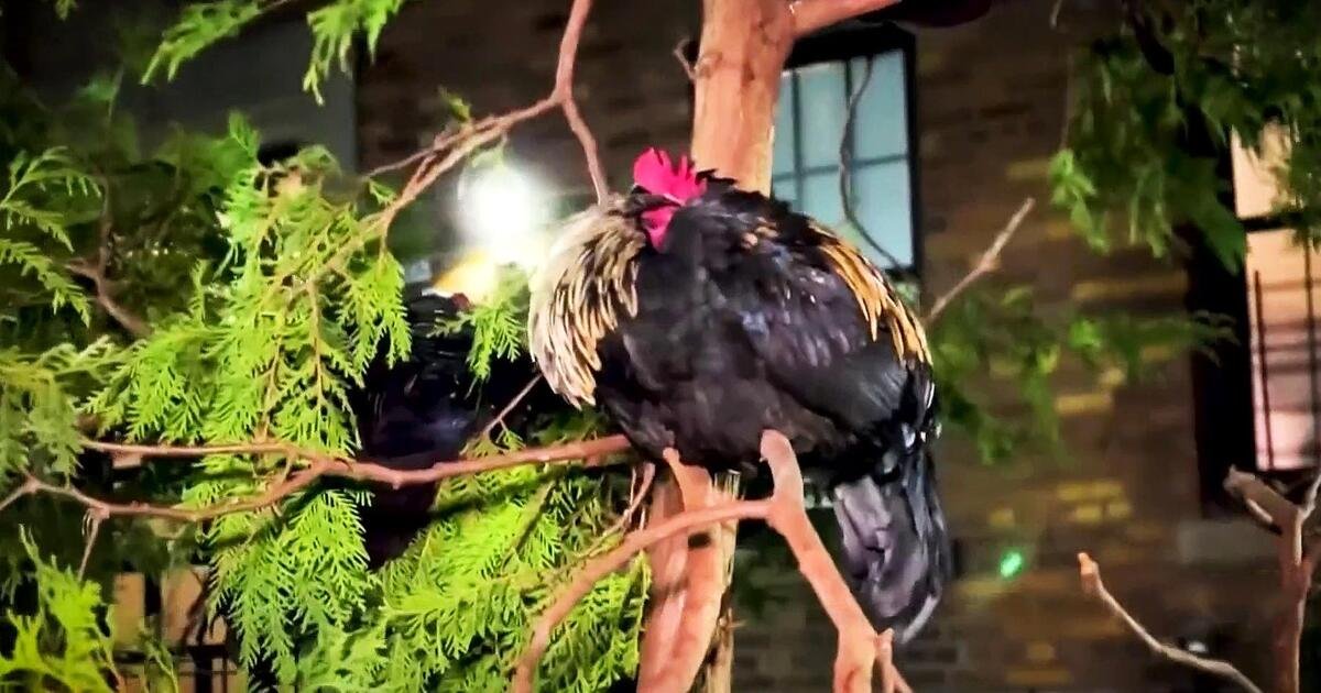 Vecinos de Nueva York se quejan del ruido producidos por gallos y gallinas criados por un residente
